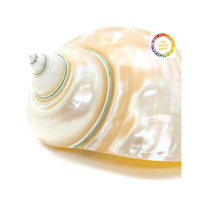 Venta caliente, carcasa de mar brillante de carcasa Turbo blanca para diseño de interiores y uso de exhibición de Vietnam - Product Image 4