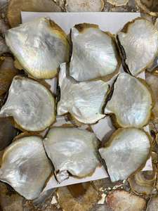 Conchas de mar blancas de nácar naturales hechas a medida en tamaño 12 cm Ideal para reventa por Sea Shelly Supply Stores - Product Image 2