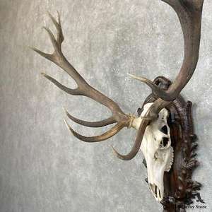 Bois de cerf rouge de haute qualité expédition rapide extrait d'animaux en gros à un prix - Product Image 3