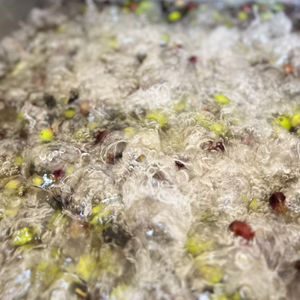 Pruneti 100% Aceite de Oliva Virgen Extra italiano Primer prensado en frío Alto contenido de polifenoles Sabor estructurado Calidad Premium 5L Lata - Product Image 3