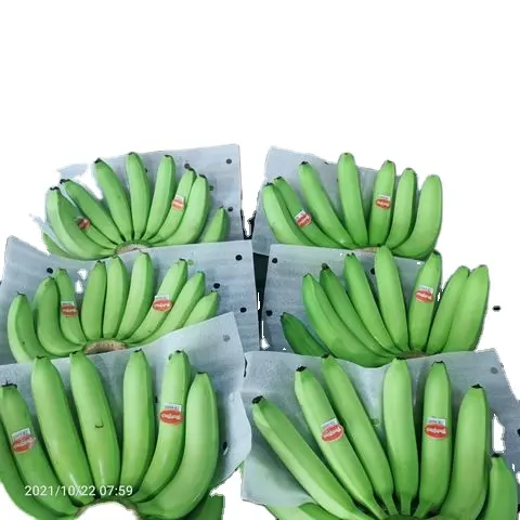 Verse Cavendish Banaan-100% Hoge Kwaliteit Groene Verse Cavendish Banaan Fabrieksprijs