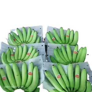 신선한 Cavendish 바나나-100% 고품질 녹색 신선한 Cavendish 바나나 공장 가격