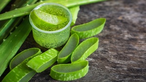 Rebanadas de Aloe Vera de Vietnam, producto de alta calidad, gran precio - Product Image 2