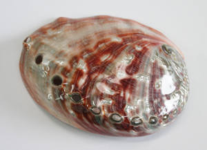 เปลือกหอยเป๋าฮื้อพรีเมียมจากทะเล พร้อมผิวมีประกายสีรุ้ง สำหรับงานตกแต่งหลากหลายประเภท - Product Image 5