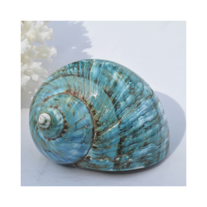 Vente en gros de coquilles Turbo Burgess vertes naturelles pour l'aménagement paysager d'aquarium et les projets d'art nautique - Product Image 6