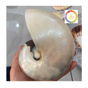 Concha de Nautilus pulida natural | Concha marina en espiral real para decoración del hogar y exhibición temática del océano - Product Image 1