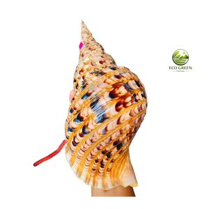 เปลือกหอยทริทอนธรรมชาติหายากขายส่ง ขนาดใหญ่ 28-42 ซม. หอยชารอนีอา ทริทอนิส สำหรับสะสมและตกแต่งบ้าน - Product Image 6