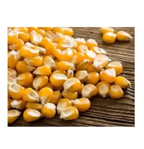 ข้าวโพดขาวและข้าวโพดเหลืองขายส่ง คุณภาพพรีเมียมสำหรับอาหารและการเกษตร - Product Image 3