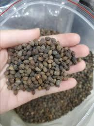 Lotus bleu Offre Spéciale Vietnam graines de papaye séchées produit agricole séché au soleil - Product Image 4