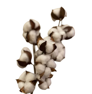 ชิ้นส่วนพืชแห้งออร์แกนิกคุณภาพพรีเมียมยอดนิยมสำหรับงานแต่งงาน อีสเตอร์ ฮาโลวีน งานอีเว้นท์ ตกแต่งบ้านและสำนักงาน - เป็นมิตรกับสิ่งแวดล้อม - Product Image 1