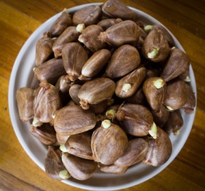 Good Quality Breadnuts for Sale - Product Image 1