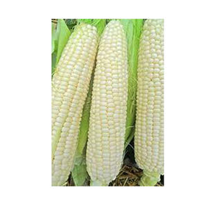 Grossiste en maïs blanc sans OGM de haute qualité Meilleur matériel Bon marché - Product Image 1