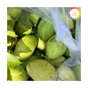 มะม่วงสดจากเวียดนามผลไม้มะม่วงสุกที่คัดสรรแล้วเหมาะสำหรับการผสมน้ำผลไม้ลงในของหวานและการแปรรูปอาหารเชิงพาณิชย์ - Product Image 2