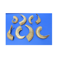 Par de cuernos de cabra Natura Shofar Oferta emocionante Cuerno de Rosh Hashanah para tamaño personalizado Precio barato con venta