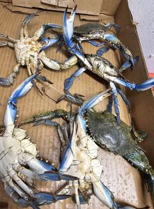 Crabe des sables congelé en gros (Emerita analoga) - Product Image 3
