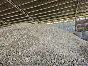 Aliment pour animaux 100% naturel, maïs séché en épi, farine de maïs, 60% d'humidité, 5% max, maïs jaune de qualité supérieure, 25 kg/sac, VN, poulet, cheval, porc, poisson, chien - Product Image 5