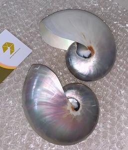 Concha Marina pulida Hermosas conchas pulidas Origen de Vietnam para el diseño creativo del evento Concha Marina Artículos decorativos hechos a mano con estilo - Product Image 3