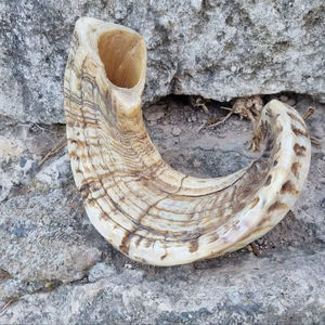 Cuernos de Oveja Reales, Cuernos Naturales Pulidos para Decoración y Manualidades, Alta Calidad - Product Image 1