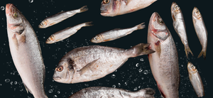 <b>Frozen</b> Mixed White <b>Fish</b> Fillets Kinglip Flounder Croaker Sea Trout <b>Grouper</b> Supplier - Product Image 1
