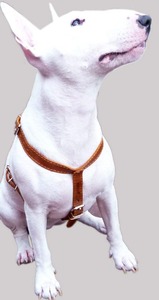 Harnais en cuir véritable pour chien Harnais sans fuite pour chien Entraînement à la marche Harnais à sangle robuste et réglable - Product Image 4