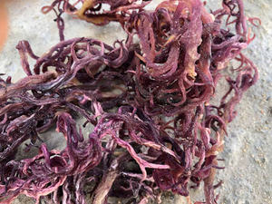 Meilleur prix 2025, 100% Oragnic Natural Gold Sea Moss de haute qualité du Viet Nam - Product Image 6