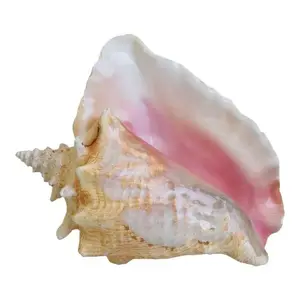 Home and Foods Dekoration Craft Sea shell Polierte natürliche Muschel hergestellt in Vietnam Tracy