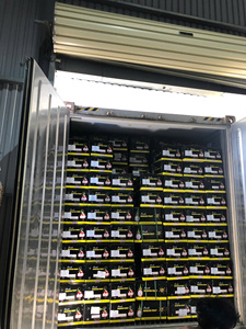 Fresh White Dragon Fruit Calidad premium y crujiente para bocadillos y jugos - Product Image 6