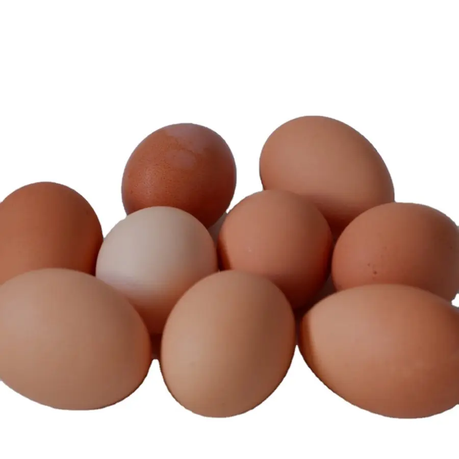 Venta al por mayor 100% producto natural de Uzbekistán huevos de mesa de pollo fresco de granja/Huevos de pollo de cáscara marrón y blanca