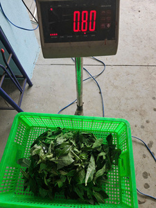 100% Hojas de yuca congeladas naturales Origen de Vietnam Verduras verdes frescas Calidad de exportación Proveedor confiable Exportador - Product Image 2