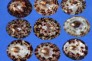 เปลือกหอยหอยเป๋าฮื้อเปลือกหอยทาก - Product Image 4