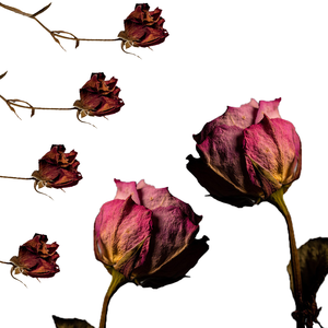 ธรรมชาติกลีบดอกกุหลาย - Product Image 4