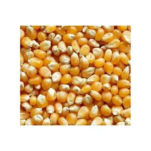 Best Top Cheap Dry Yellow Corn For Animal Feed Wholesale yellow corn animal feed Cheap Price