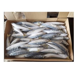Pescado de Alta Calidad, Atún Entero Congelado, Atún del Pacífico HGT en Venta - Product Image 5