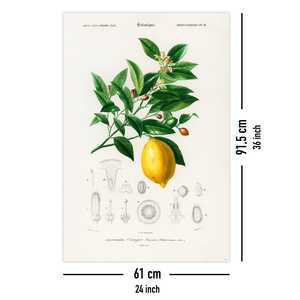 Póster de Citrus Limonium de Charles Dessalines D'Orbigny, material decorativo para pared - Product Image 5