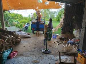 ไม้กวาดมะพร้าว2024ไม้มะพร้าวอ่อนไม้ขายทั้งต้น-ทำความสะอาดสวนและทำความสะอาดบ้าน - Product Image 4