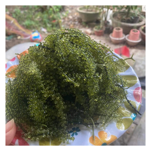 Salade alimentaire à la mode: Caulerpa lentillifera séché naturel, raisin de mer déshydraté frais de haute qualité et au meilleur prix - Product Image 3