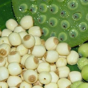 เมล็ดบัวแช่แข็งพันธุ์ใหม่ล่าสุดในเวียดนาม - Product Image 2