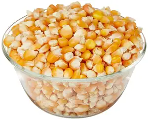 人类和动物饲料级消费的非转基因黄色玉米玉米畅销优质