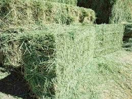 หญ้าอัลฟัลฟ่าคุณภาพสต็อกใหม่สําหรับการบริโภคของสัตว์ - Product Image 4