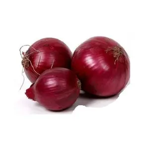 Top Selling Super Quality Fresh Onions New Crop Red Onion at Wholesale Price from India