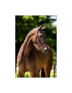 บังเหียนม้าหนังแท้ 100% คุณภาพสูง เป็นมิตรกับสิ่งแวดล้อม พร้อมสายบังเหียนเพื่อการควบคุมที่ดีที่สุดและความสบาย - Product Image 3