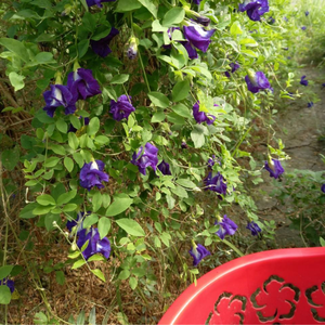 ชาถั่วลันเตาดอกผีเสื้อแบบแห้งพรีเมี่ยม | เครื่องดื่มสมุนไพรธรรมชาติจากเวียดนาม - Product Image 3