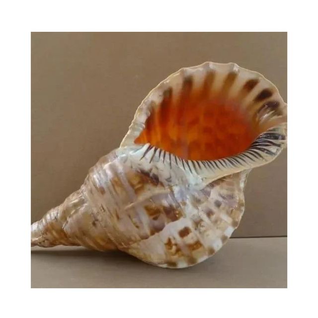 High Quality VN Natural Seashell Trumpet Shells Snail Conch Animal Style Nautical Craft Decorations Business Gift Vigi Farm