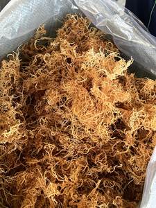 No salado/salado para la salud 100% Oragnic Natural de alta calidad Gold Sea Moss/ Irish Moss del proveedor de Vietnam - Product Image 2