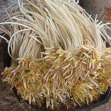 TALLO DE LOTO CONSERVADO SUPERALIMENTO NATURALMENTE PROCESADO PARA LA SALUD INMUNE ETIQUETA LIMPIA BASADA EN PLANTAS - Product Image 6