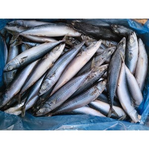 Venta al por mayor de pescado congelado en el océano, pescado de caballa congelado, embalado limpio con captura fresca y capacidad de suministro confiable - Product Image 6
