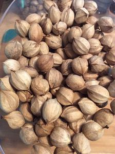 ถั่วฮิกกอรี่เปลือกดิบอบแห้งออร์แกนิก - Product Image 2