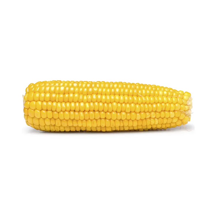 1 початок. 1 Кукурузинка. Качан кукурузы. Желтая кукуруза. Кукурузный початок.