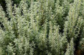 Fabricant en gros d'absolue de Davana 100% pure et naturelle, abordable, de qualité supérieure, provenant d'Inde - Product Image 3