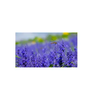 Best Deal On Lavender AA For Multi Purpose Uses By Indian Exporters